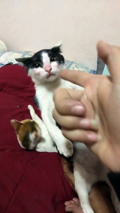 Cute Kitten Plays a Great Game