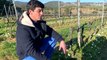 Le domaine de Figuiere : des vignes sans pesticide et des vins bio