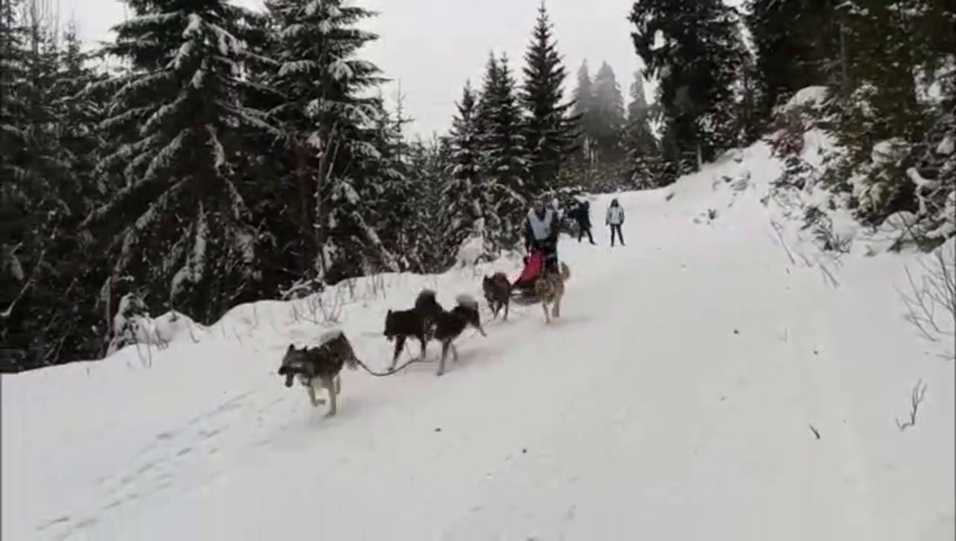 Course De Traîneau Au Lac Blanc
