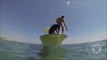 Ce labrador est dressé pour plonger dans la mer et attraper des homards