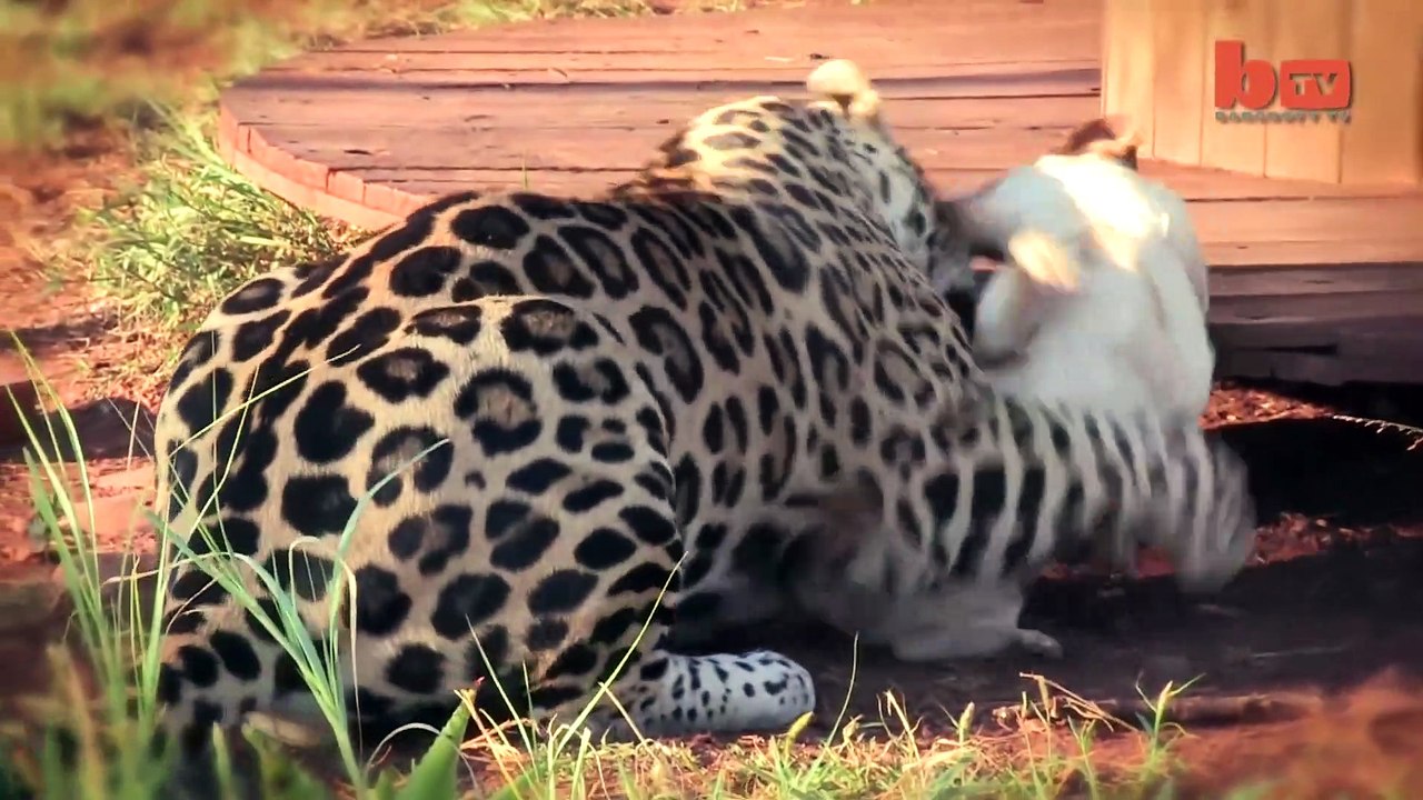 Quand un jaguar et un chien sont meilleurs amis