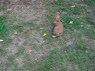 Lapin il pete une crise !