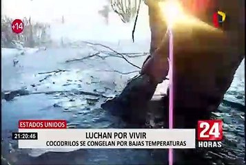 EEUU: Intenso frío congela caimanes en pantanos