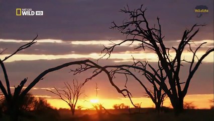 Savannah Life Wild Africa [National Geographic Documentary HD 2017]