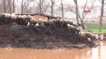 Manisa- Su Basan Çiftlikte Koyunlar Telef Oldu