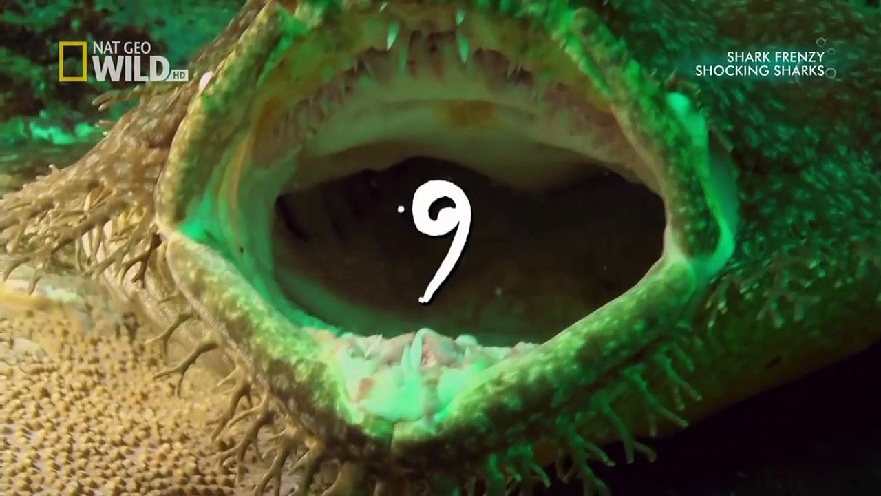 Thế Giới Động Vật - 10 Loài Cá Mập Kỳ Lạ Của Đại Dương