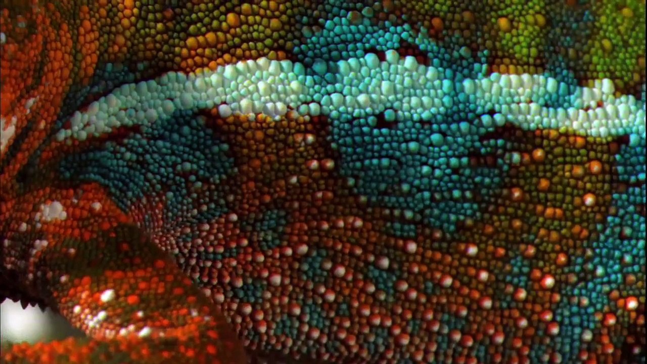 Thế Giới Động Vật - Biệt Tài Của Các Động Vật Ở Rừng Mưa Nhiệt Đới