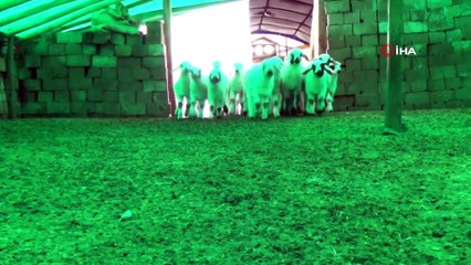 Koyun ve kuzuların renkli buluşması