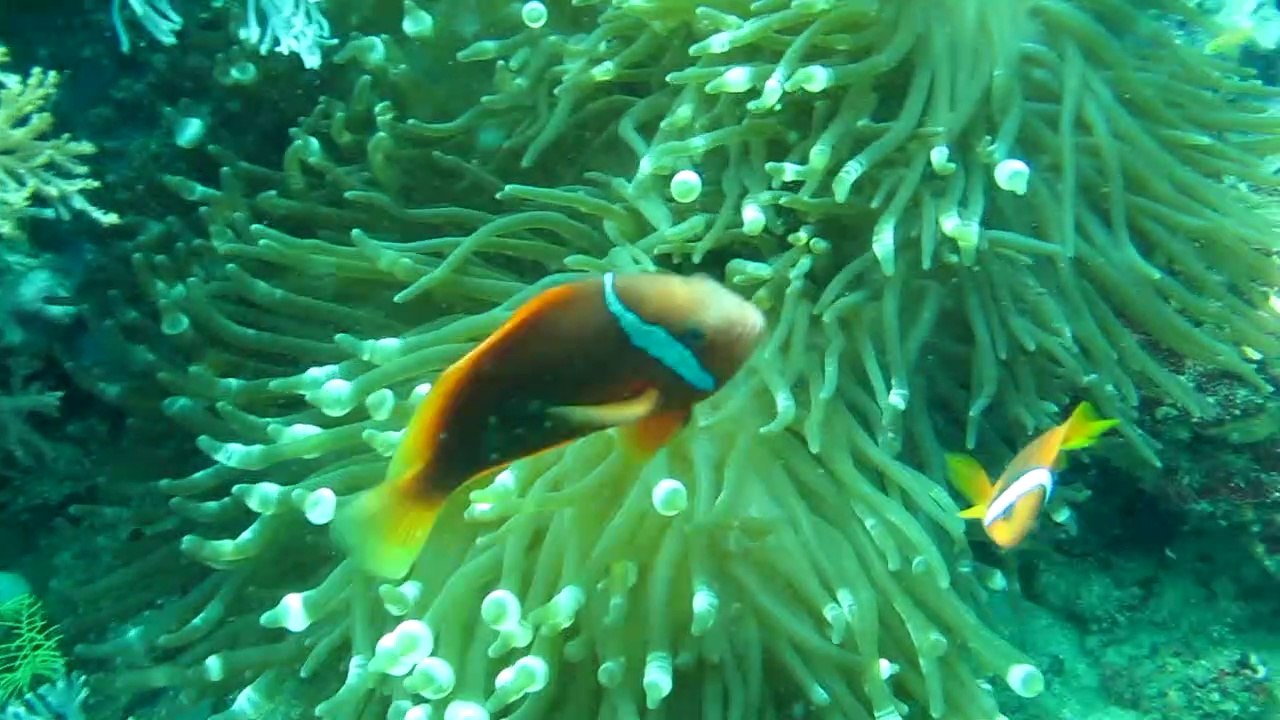 Puerto Galera Mindoro Island