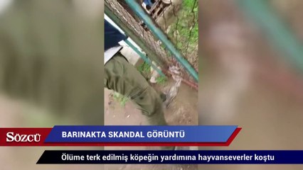 Barınakta skandal görüntü