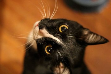 Les moustaches de chat : un organe sensoriel essentiel