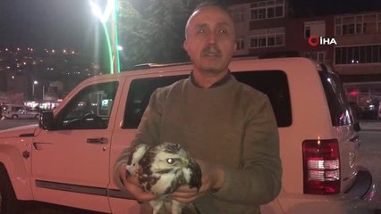 Kaçak Avcıların Vurduğu Doğan Donmak Üzereyken Kurtarıldı