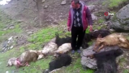 Aç kurtlar köydeki ahıra girdi 16 keçiyi telef etti
