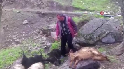 Aç Kurtlar Köydeki Ahıra Girdi 16 Keçiyi Telef Etti