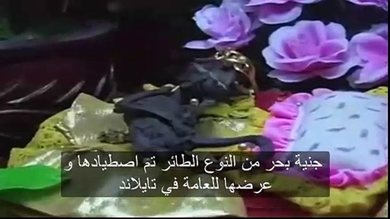 أقوى مقاطع ظهور حوريات البحر 2019 - صور و أسرار تكشف لأول مرة