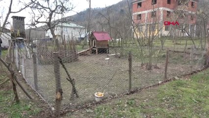 Trabzon Kulübede Öldürülen Köpek İçin Suç Duyurusu