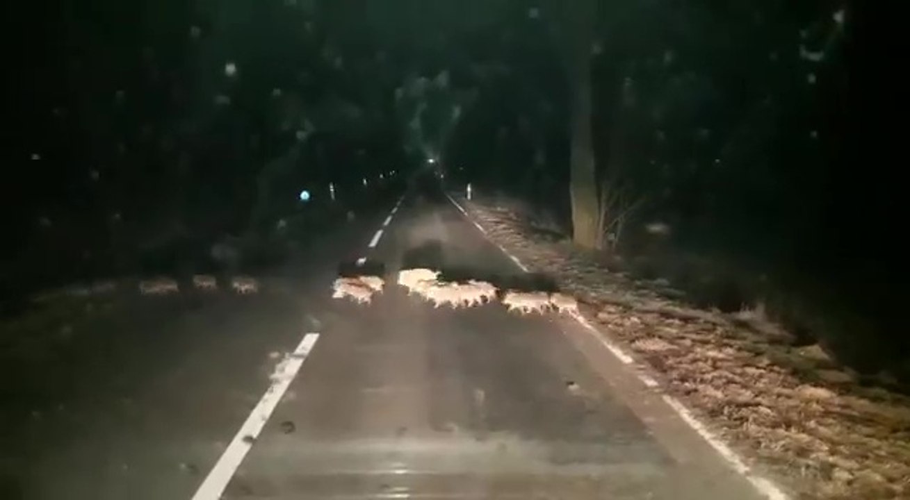 Vidéo insolite : Les sangliers et leurs marcassins traversent une route de Lorraine