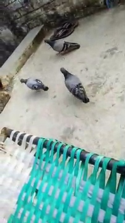 pigeons in India on the roof!
