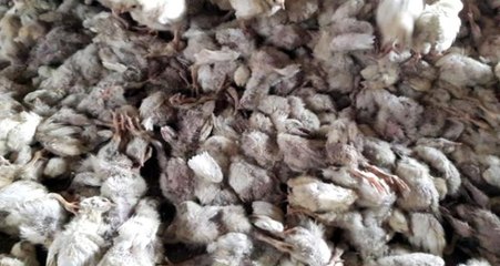 Mersin'de 2 Milyon Civciv Ölüme Terk Edildi