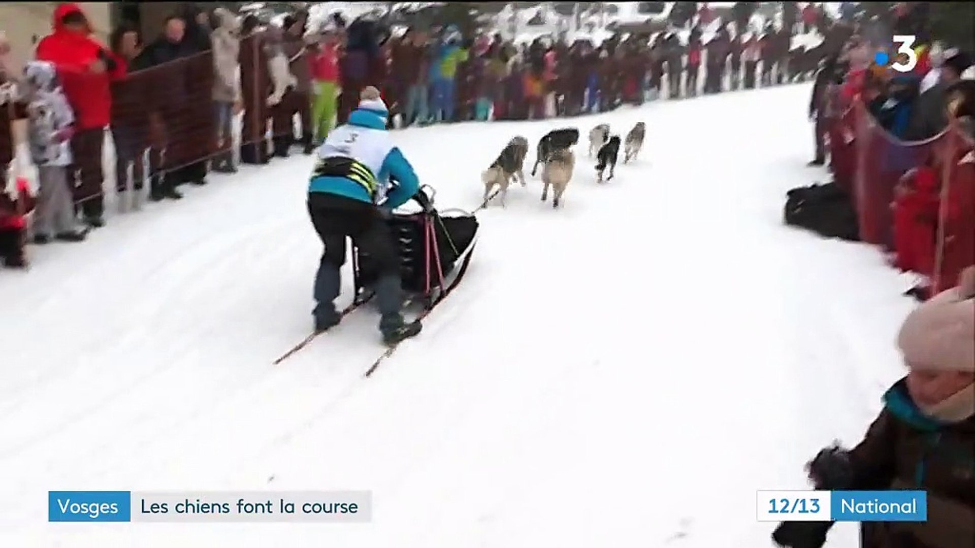Vosges Les Chiens Dattelage Font La Course