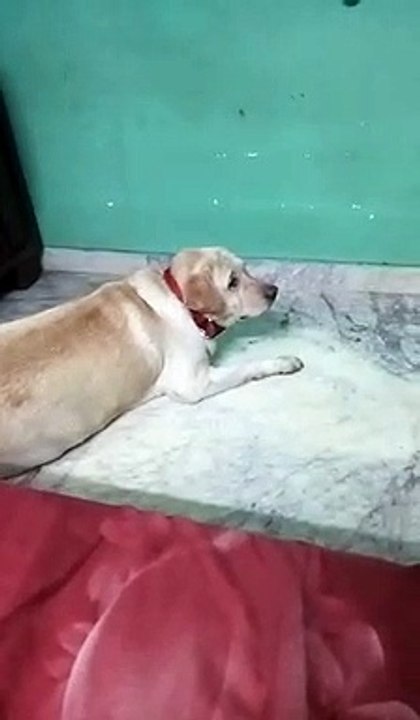 cute dog