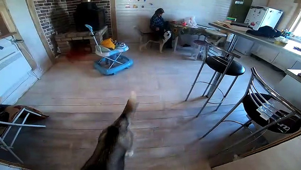 incredible morning concert Husky