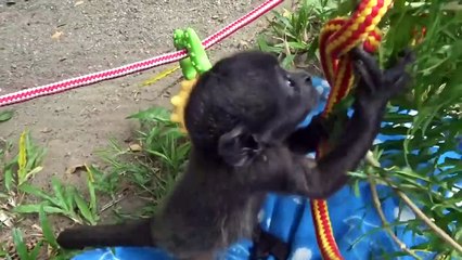 Funniest Pet Reactions & Bloopers