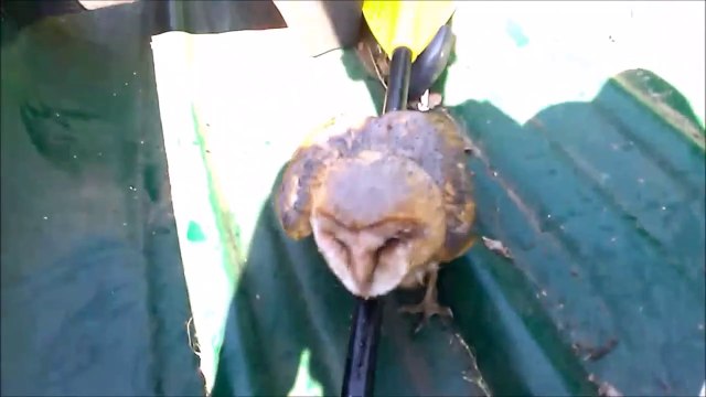 Sauvetage d'une petite chouette adorable sur le point de se noyer...