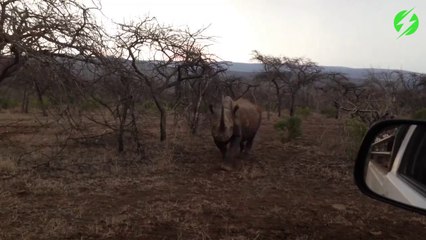 Quand un rhinocéros en colère charge une voiture... Terrifiant