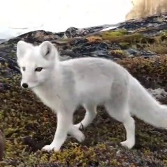Ce photographe va avoir la visite d'un renard arctique adorable et pas timide