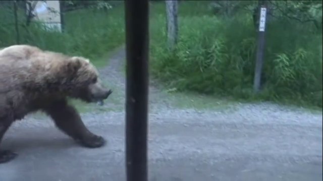 Ils croisent un énorme ours brun juste devant chez eux