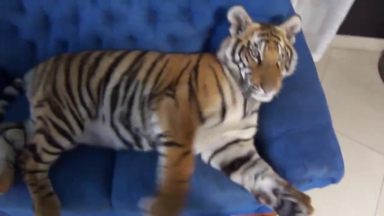 Vivre avec un tigre comme animal de compagnie... Adorable mais un peu envahissant