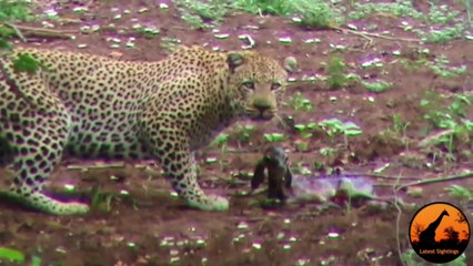 Ce léopard hésite à dévorer un bébé impala... Pris de remords