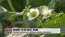 Scientists use drones to artificially pollinate strawberries