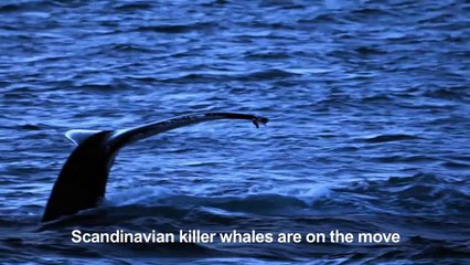 Climate change pushing killer whales to migrate north