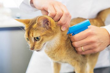 L'identification du chat : faut-il opter pour le tatouage ou la puce électronique ?