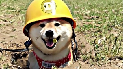 Still think Doge is a joke Someone has $23 million worth of them!