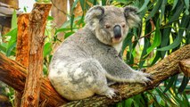 La disparition inquiétante des koalas en Australie