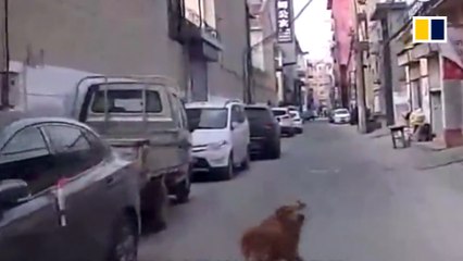 Golden retriever leads ambulance to rescue its owner