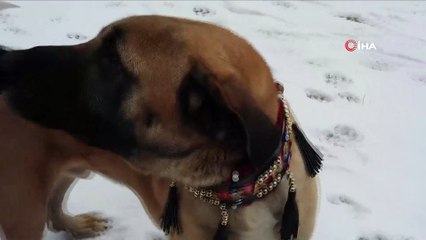 - Türkiye'nin Çoban Köpekleri Belçika Ve Tüm Dünyaya Tanıtılacak