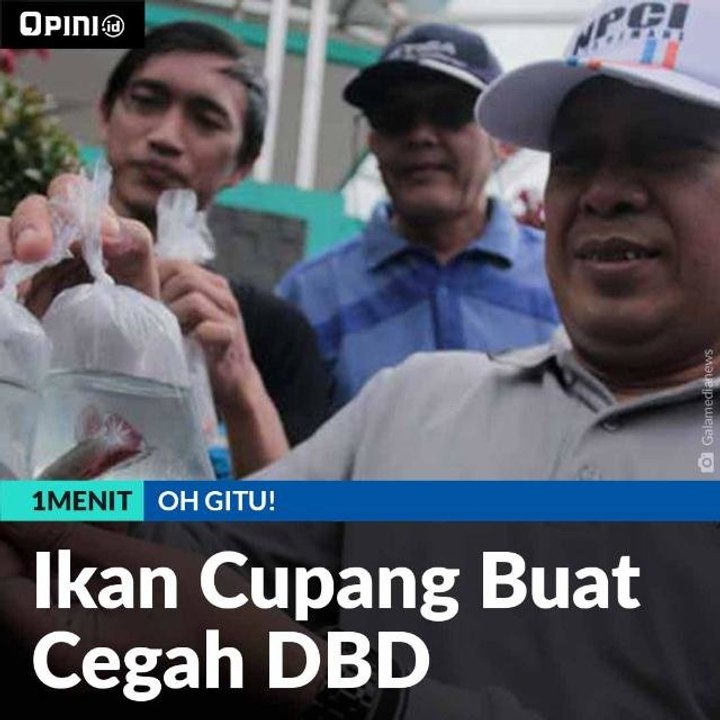 Ikan Cupang Buat Cegah DBD