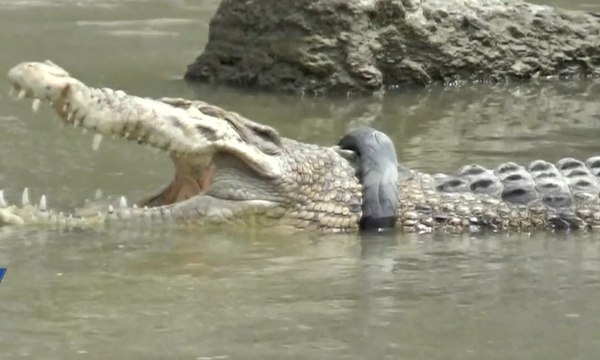 Buaya Terjerat Ban Kembali Muncul di Aliran Sungai Palu