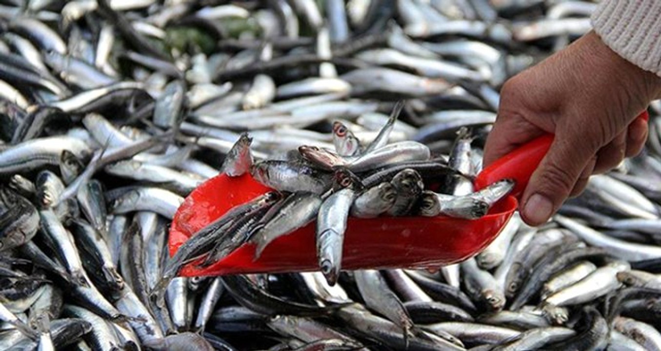 22 Ülkeye Hamsi İhracatı 9,5 Milyon Dolar Kazandırdı