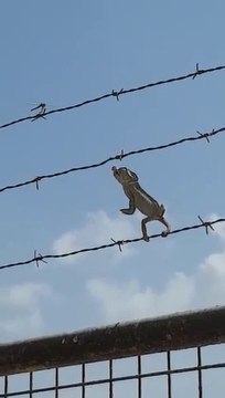 The hunting |shocking video of lizard hunts for grasshopper..watch till the end
