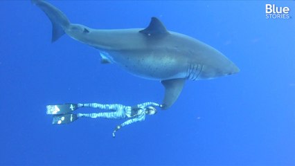 Au large d'Hawaï, cette plongeuse nage aux côtés d'un énorme requin blanc et fait polémique