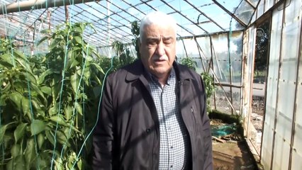 Antalya'daki dolu ve fırtına - Seralar onarılıyor - ANTALYA