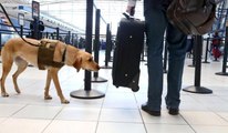 Havalimanlarında Bir İlk! Dedektör Köpekler Artık Parayı da Koklayacak