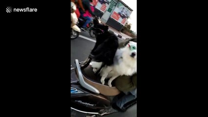 Two dogs balance on the backseat of a scooter and ride into the sunset