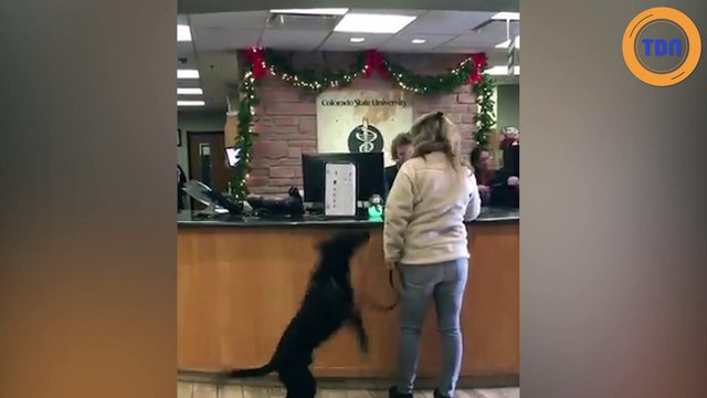 Ce chien a une réaction géniale quand il arrive chez le vétérinaire !