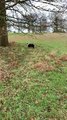 Ce chien saute et tombe à chaque fois, essayant de mordre une branche d'arbre !